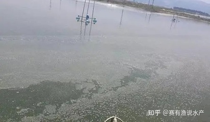 虎魚與龍魚混養(yǎng)的注意事項是什么(虎魚多大可以和龍混養(yǎng)) 虎魚與龍魚混養(yǎng)的注意事項是什么(虎魚多大可以和龍混養(yǎng)) 虎魚百科 第2張
