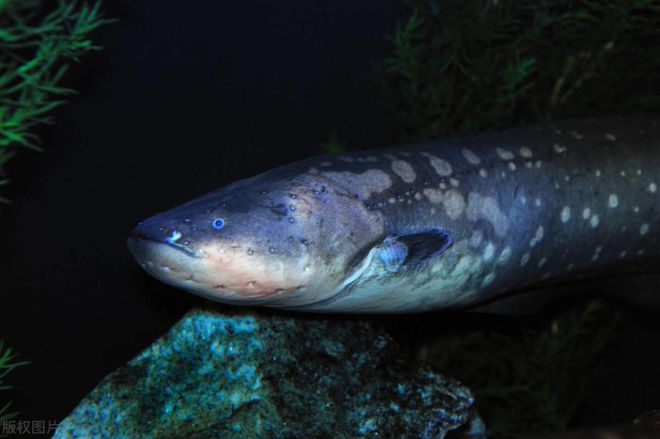 龍魚虎魚打架怎么辦視頻教程(虎魚打龍魚解決辦法)