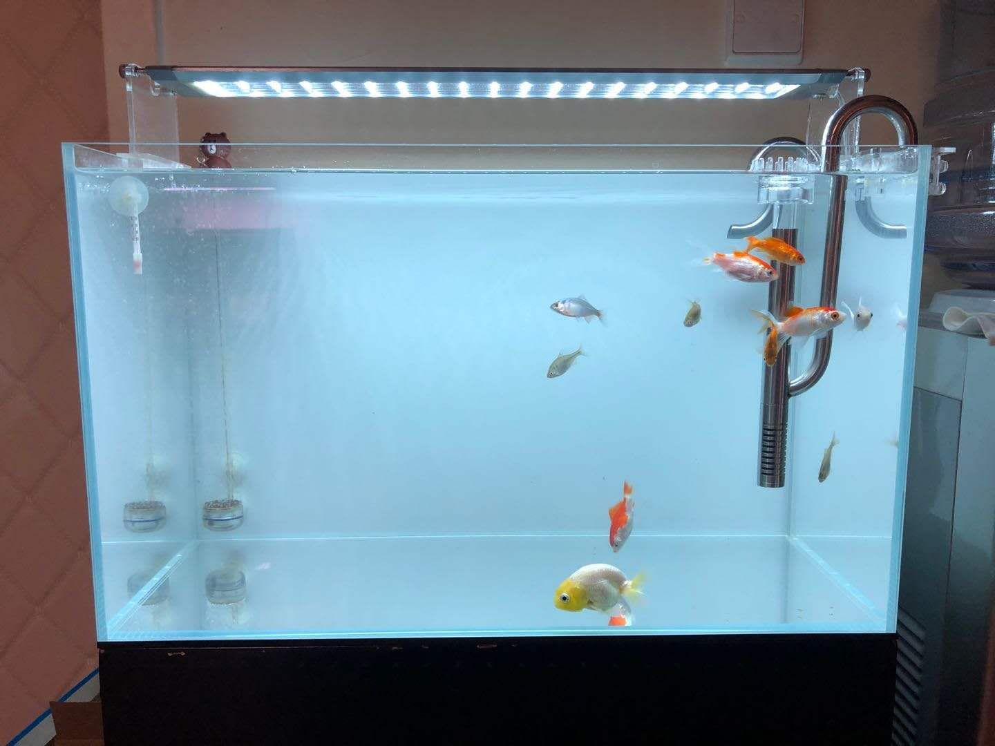 純黑背景魚缸效果 魚缸百科 第3張 純黑背景魚缸效果 純黑背景魚缸效果 魚缸百科 第3張