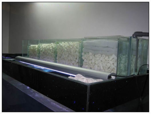 紅龍魚產(chǎn)地排名：紅龍魚產(chǎn)地排名受到多種因素影響，紅龍魚市場(chǎng)價(jià)格趨勢(shì)