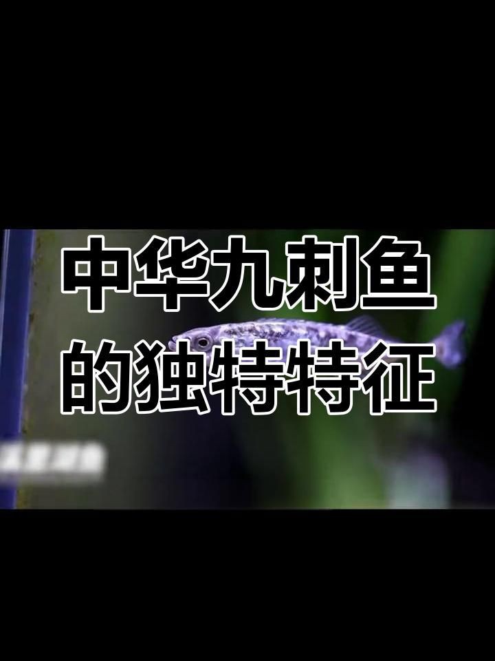 滿是魚刺的魚，《滿是魚刺的魚》《滿是魚刺的魚》