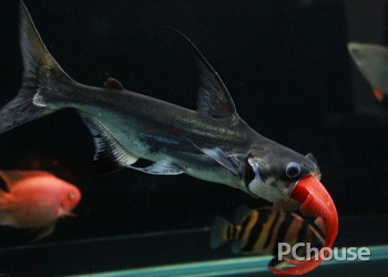 魚缸常見魚圖片及名稱介紹：魚缸常見魚圖片及名稱介紹寶蓮燈魚青魚鰱魚鰱魚 魚缸常見魚圖片及名稱介紹：魚缸常見魚圖片及名稱介紹寶蓮燈魚青魚鰱魚鰱魚 魚缸百科 第1張