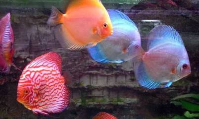 金龍魚難不難養(yǎng)呀(金龍魚家里養(yǎng)合適嗎)