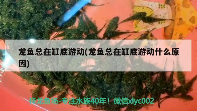 龍魚總在缸底游動(龍魚總在缸底游動什么原因)