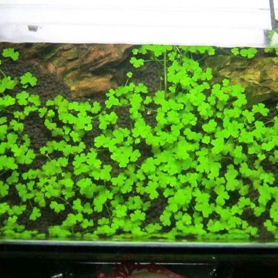 虎魚身上發(fā)白蹭缸:虎魚身上發(fā)白蹭缸怎么辦 虎魚百科 第2張 虎魚身上發(fā)白蹭缸:虎魚身上發(fā)白蹭缸怎么辦 虎魚身上發(fā)白蹭缸:虎魚身上發(fā)白蹭缸怎么辦 虎魚百科 第2張