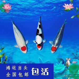 銀龍魚吃草金魚好嗎(銀龍魚吃小金魚嗎) 銀龍魚百科 第2張 銀龍魚吃草金魚好嗎(銀龍魚吃小金魚嗎) 銀龍魚吃草金魚好嗎(銀龍魚吃小金魚嗎) 銀龍魚百科 第2張