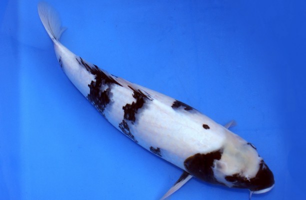 魚缸在衛(wèi)生間里面養(yǎng)魚好不好呀