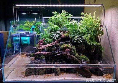 魚缸造景燈24小時開著嗎