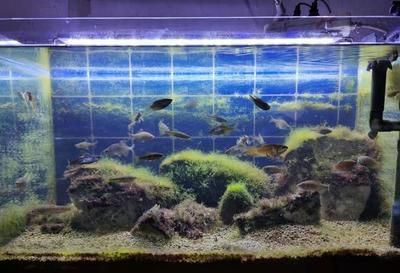 銀龍魚一條多少錢市場價?(銀龍魚一條大概多少錢) 銀龍魚一條多少錢市場價?(銀龍魚一條大概多少錢) 銀龍魚百科 第1張