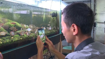 銀龍魚神仙魚混養(yǎng)怎么樣(銀龍魚適合混養(yǎng)嗎)