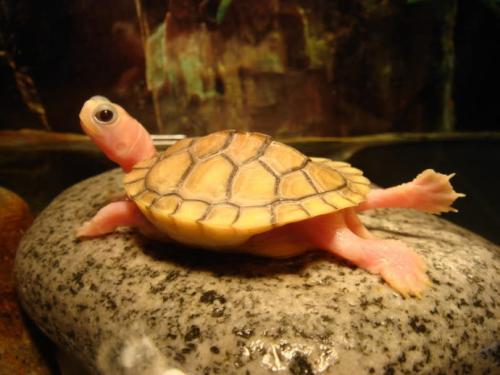 紅龍魚(yú)如何驅(qū)蟲(chóng)：紅龍魚(yú)活食喂養(yǎng)注意事項(xiàng)紅龍魚(yú)驅(qū)蟲(chóng)喂養(yǎng)注意事項(xiàng)