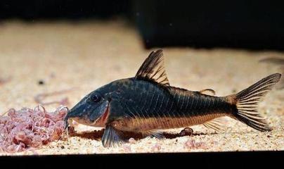 超白玻璃魚缸貼背景紙：超白玻璃魚缸上貼背景紙的步驟和注意事項和注意事項 超白玻璃魚缸貼背景紙：超白玻璃魚缸上貼背景紙的步驟和注意事項和注意事項 魚缸百科 第2張