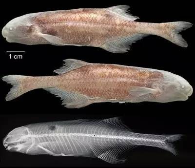搬魚缸上樓需要多少錢費(fèi)用：搬魚缸上樓的注意事項(xiàng)