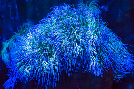 如何選擇適合虎魚的水草:養魚無需換水totto過濾回歸自然贊同魚缸布局 虎魚百科 第2張 如何選擇適合虎魚的水草:養魚無需換水totto過濾回歸自然贊同魚缸布局 如何選擇適合虎魚的水草:養魚無需換水totto過濾回歸自然贊同魚缸布局 虎魚百科 第2張
