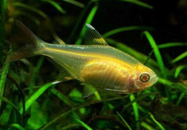 銀龍魚眼發(fā)白怎么回事啊(銀龍魚眼睛變白是什么病) 銀龍魚眼發(fā)白怎么回事啊(銀龍魚眼睛變白是什么病) 銀龍魚百科 第2張