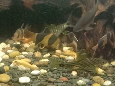 常溫魚缸適合養的魚：常溫魚缸養殖注意事項草金魚的養殖注意事項