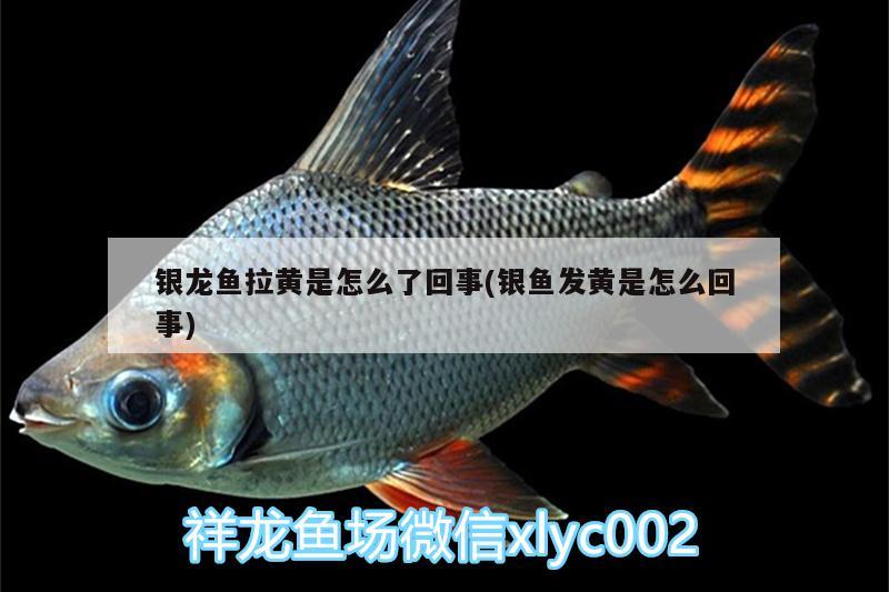 銀龍魚拉黃是怎么了回事(銀魚發黃是怎么回事)