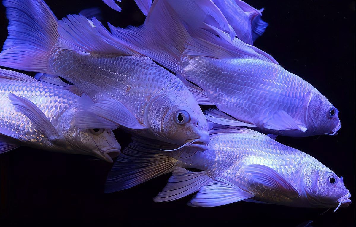 玫瑰丹魚(yú)不能養(yǎng)的原因，大帆玫瑰丹魚(yú)的養(yǎng)護(hù)要點(diǎn)大帆玫瑰丹魚(yú)的養(yǎng)護(hù)要點(diǎn)