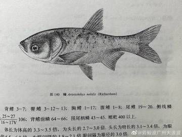 鰱魚,廣東人都叫這些什么魚，廣東“四大家魚”是哪四種魚別再答錯了沒有青魚