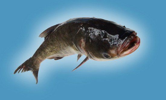 鰱魚,廣東人都叫這些什么魚，廣東“四大家魚”是哪四種魚別再答錯了沒有青魚