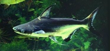 森森和格池有何區別