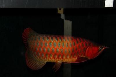 豬鼻龜干養一天會死嗎視頻講解一下(豬鼻龜養死了)