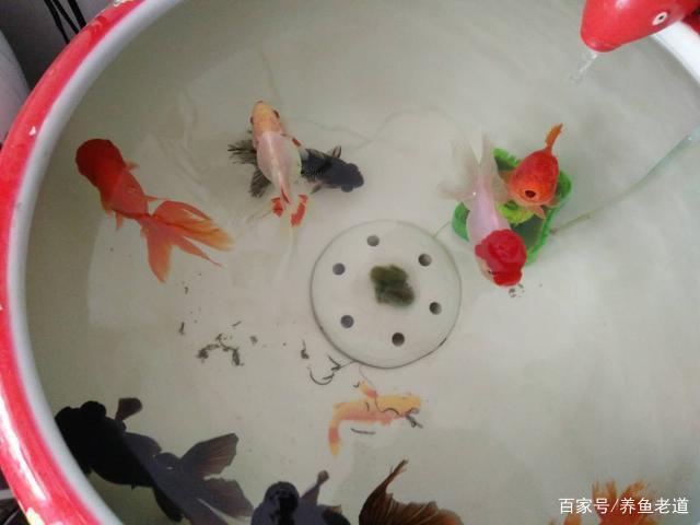 銀龍魚的飼養技巧視頻教程(銀龍魚的飼養技巧視頻教程全集)