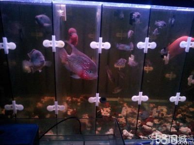 養(yǎng)印尼虎魚(yú)用多大的缸合適：養(yǎng)印尼虎魚(yú)時(shí)選擇合適的魚(yú)缸大小非常重要以下是根據(jù)搜索結(jié)果給出的建議