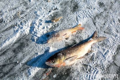 大魚缸怎么裝飾才好看：如何裝飾大魚缸？