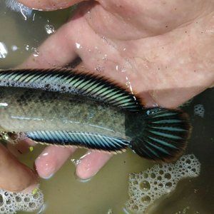 森森牌恒溫機(jī)怎么樣：森森牌恒溫機(jī)怎么樣森森牌恒溫機(jī)優(yōu)缺點(diǎn)