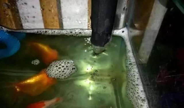 豬鼻龜能活幾年啊視頻教程大全圖片(豬鼻龜能活多久)