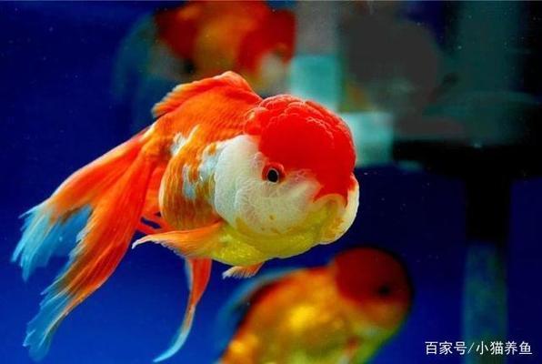 豬鼻龜讓養嗎有毒嗎(豬鼻龜能養嗎犯不犯法)