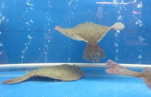 魚缸過濾器材種類及其功能介紹，魚缸過濾器材有哪些種類及其功能介紹 魚缸過濾器材種類及其功能介紹，魚缸過濾器材有哪些種類及其功能介紹 魟魚百科 第2張