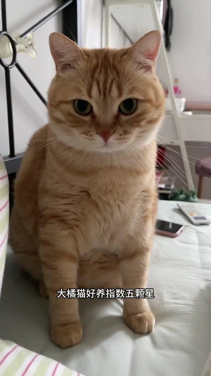 什么貓最便宜又好養(yǎng)還可愛(ài)，便宜又好養(yǎng)的幾種貓，你喜歡哪只王小怪寵物