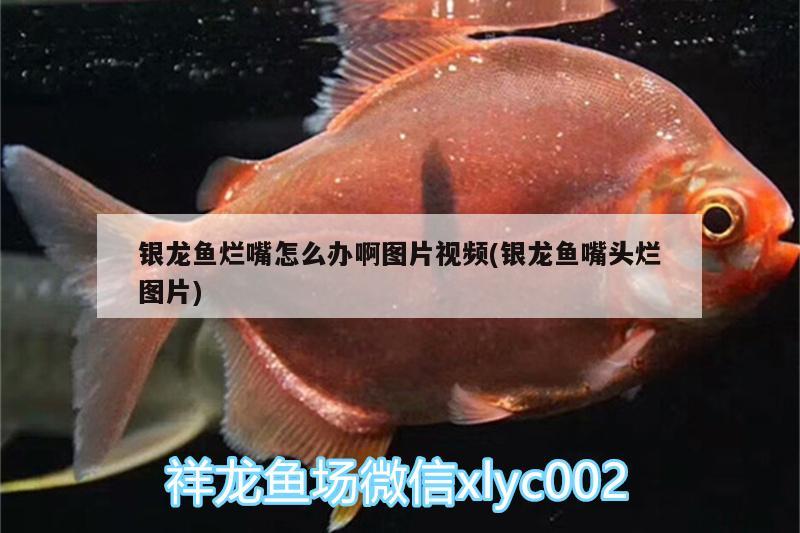 魚(yú)缸用增氧泵價(jià)格是多少:魚(yú)缸增氧機(jī)-xtrac增氧機(jī)-xtrac增氧機(jī) 銀龍魚(yú)爛嘴怎么辦啊圖片視頻(銀龍魚(yú)嘴頭爛圖片) 銀龍魚(yú)百科 銀龍魚(yú)爛嘴怎么辦啊圖片視頻(銀龍魚(yú)嘴頭爛圖片) 銀龍魚(yú)爛嘴怎么辦啊圖片視頻(銀龍魚(yú)嘴頭爛圖片) 銀龍魚(yú)百科