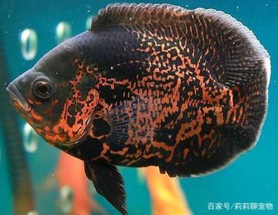 森森501過(guò)濾機(jī)怎樣安裝：森森501過(guò)濾機(jī)安裝方法