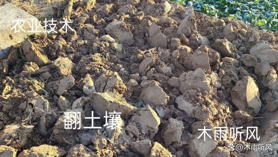 生石灰魚塘消毒一畝多少斤合適，生石灰消毒的正確使用方法