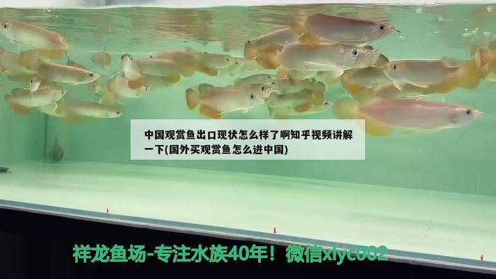 紅龍魚和虎魚混養怎么樣啊視頻(紅龍魚和虎魚混養怎么樣啊視頻教程) 虎魚百科 第2張 紅龍魚和虎魚混養怎么樣啊視頻(紅龍魚和虎魚混養怎么樣啊視頻教程) 紅龍魚和虎魚混養怎么樣啊視頻(紅龍魚和虎魚混養怎么樣啊視頻教程) 虎魚百科 第2張