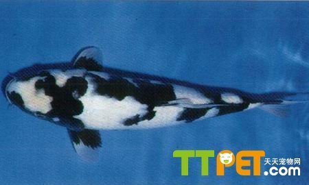 龍魚和虎魚打架怎么辦啊圖片(虎魚和虎魚打架怎么辦)