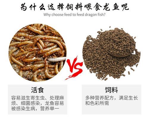 什么樣的紅龍魚最好看又好養又好看：紅龍魚的種類有哪些？