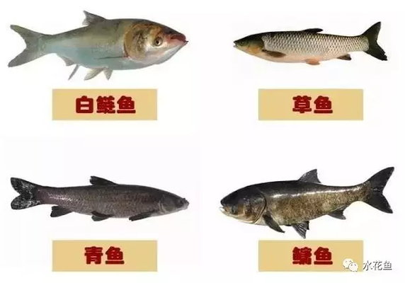 金龍魚和紅龍魚的寓意區(qū)別：金龍魚和紅龍魚在風(fēng)水文化和吉祥寓意上有所不同