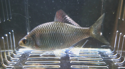 龍魚蒙眼的原因和治療方法視頻講解圖片(龍魚蒙眼的原因和治療方法視頻講解圖片欣賞)