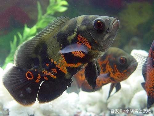 紅龍魚(yú)養(yǎng)殖常見(jiàn)問(wèn)題:養(yǎng)殖紅龍魚(yú)的常見(jiàn)問(wèn)題及其治療方法 紅龍魚(yú)百科 第2張 紅龍魚(yú)養(yǎng)殖常見(jiàn)問(wèn)題:養(yǎng)殖紅龍魚(yú)的常見(jiàn)問(wèn)題及其治療方法 紅龍魚(yú)養(yǎng)殖常見(jiàn)問(wèn)題:養(yǎng)殖紅龍魚(yú)的常見(jiàn)問(wèn)題及其治療方法 紅龍魚(yú)百科 第2張