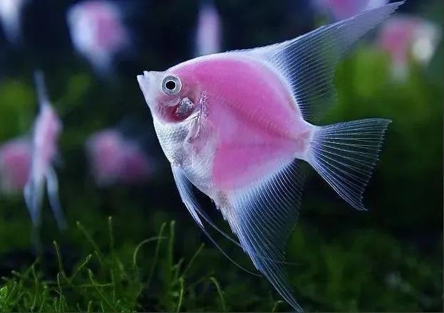 秘魯燕魚(yú)屬于什么檔次，秘魯燕魚(yú)，又稱秘魯神仙或噴點(diǎn)秘魯神仙或噴點(diǎn)秘魯神仙