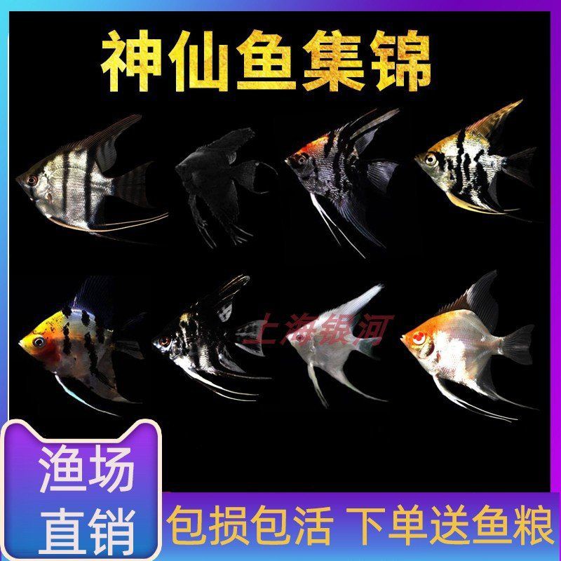 秘魯燕魚(yú)屬于什么檔次，秘魯燕魚(yú)，又稱秘魯神仙或噴點(diǎn)秘魯神仙或噴點(diǎn)秘魯神仙