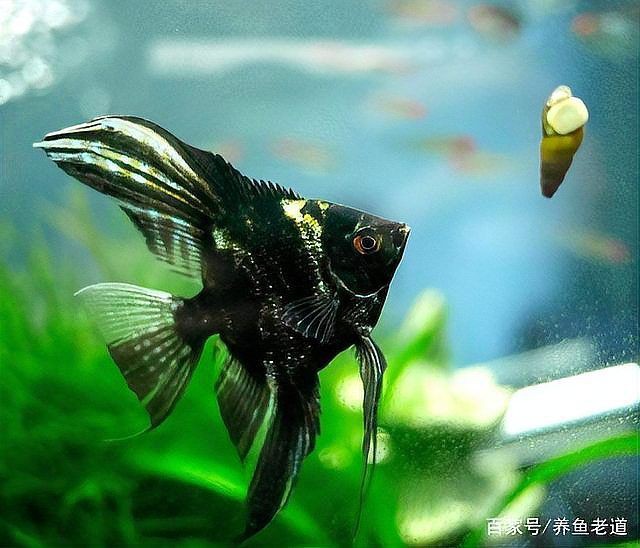 秘魯燕魚屬于什么檔次，秘魯燕魚，又稱秘魯神仙或噴點秘魯神仙或噴點秘魯神仙