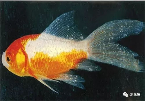 紅龍魚發(fā)色用什么燈最好 紅龍魚發(fā)色用什么燈最好 龍魚百科 第1張