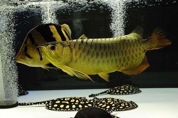 白缸能不能養金龍，《白缸能不能含糊頭號魚圈探討白缸是否龍魚的飼養環境知名龍魚》