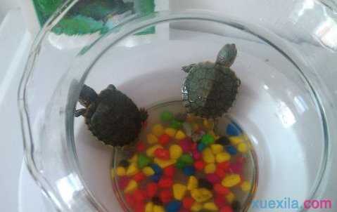 紅龍魚的鱗片爛了怎么治療：紅龍魚爛鱗怎么辦