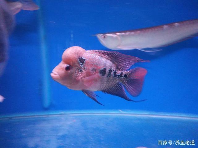 銀龍魚的吃法和做法視頻(銀龍魚食用的做法)